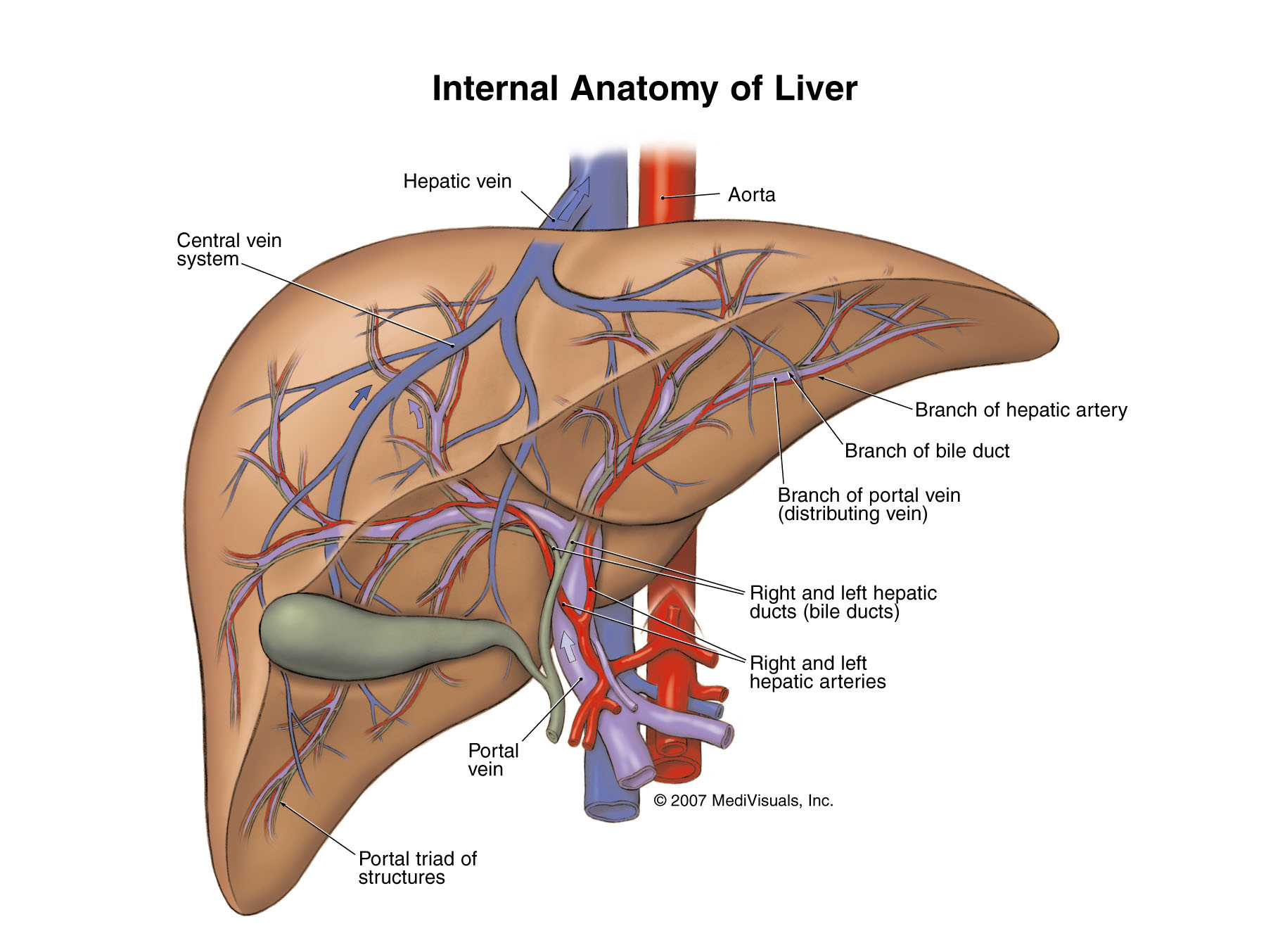 Pictures Of The Liver In The Body 97